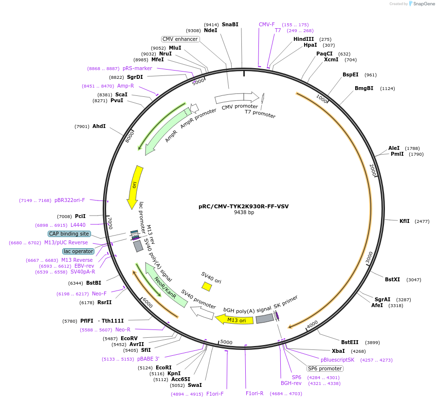 139348-plasmid-map-sequence-id-275739