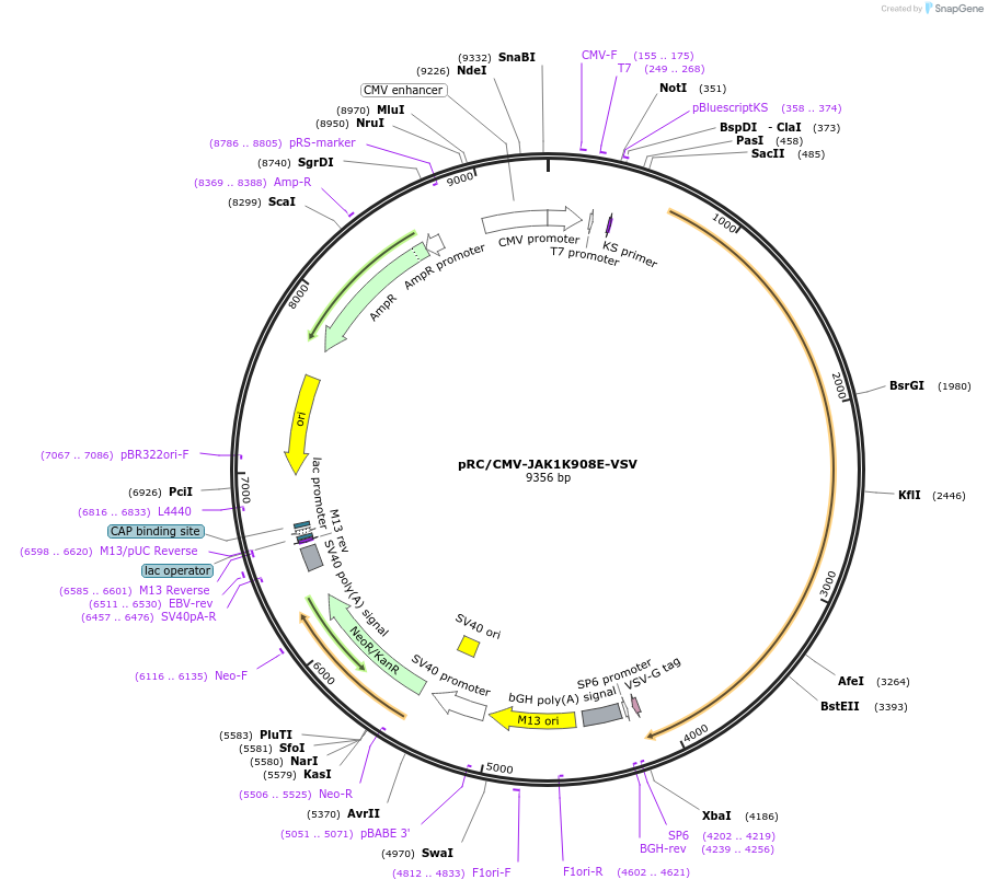 139357-plasmid-map-sequence-id-275743