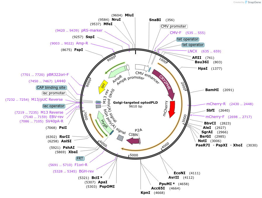 140057-plasmid-map-sequence-id-275744
