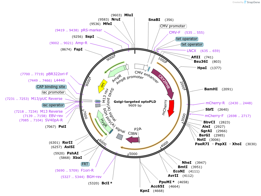 140058-plasmid-map-sequence-id-275745
