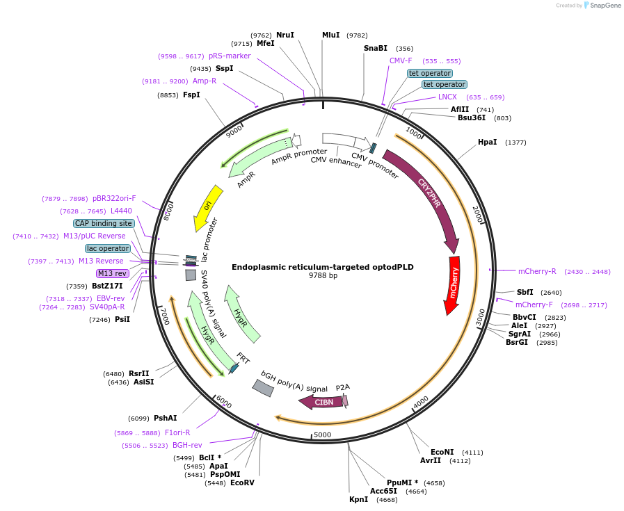 140059-plasmid-map-sequence-id-275746