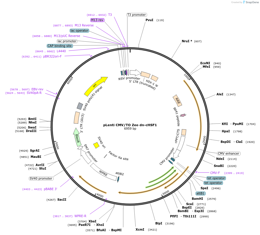 134734-plasmid-map-sequence-id-275750