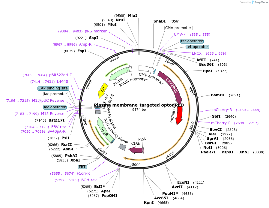 140061-plasmid-map-sequence-id-275751