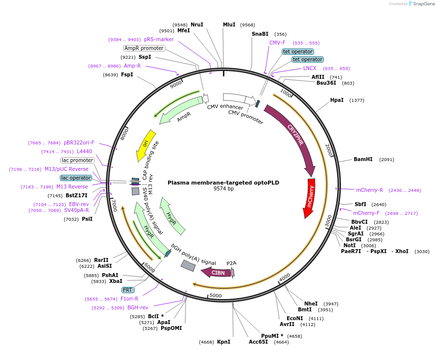 140114-plasmid-map-sequence-id-275752