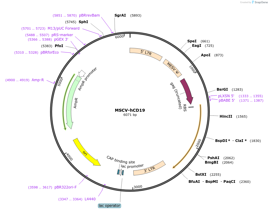 127889-plasmid-map-sequence-id-275753