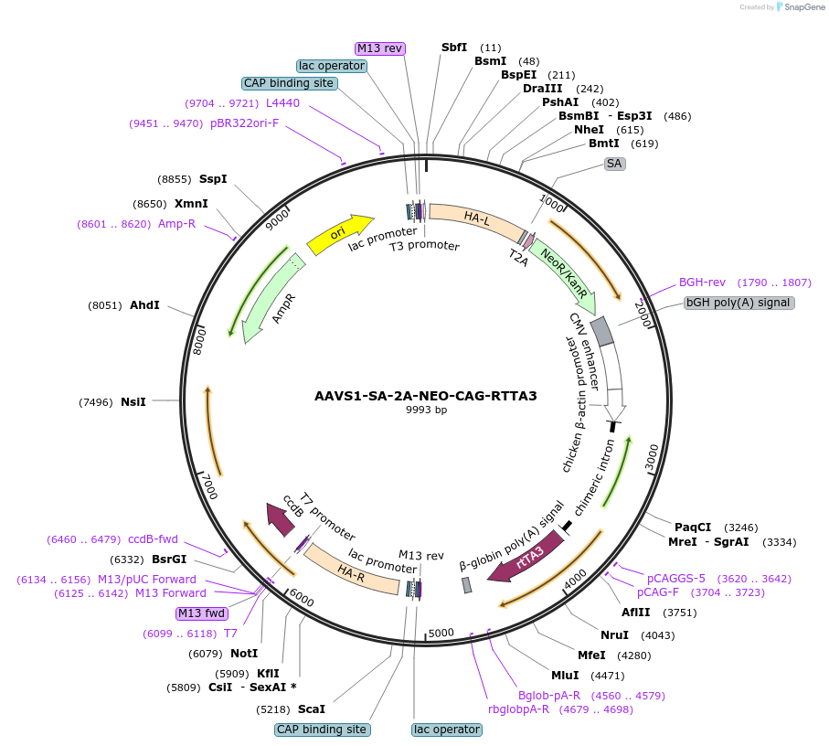60431-plasmid-map-sequence-id-275754