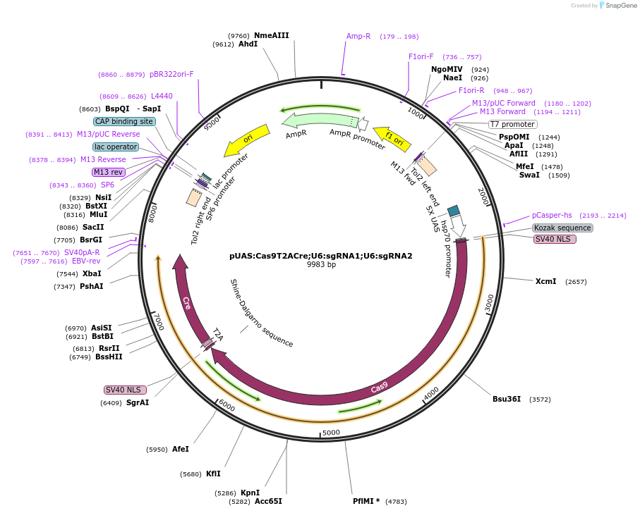 74010-plasmid-map-sequence-id-275755