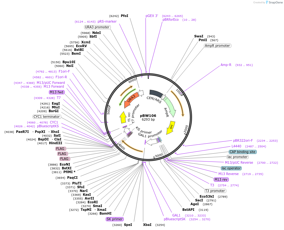 111138-plasmid-map-sequence-id-275765