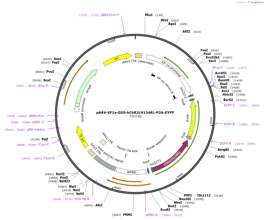 139283-plasmid-map-sequence-id-275771