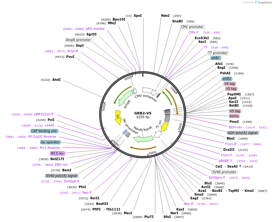 139631-plasmid-map-sequence-id-275773