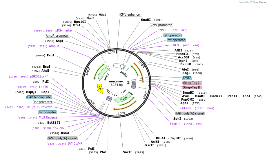 139623-plasmid-map-sequence-id-275775