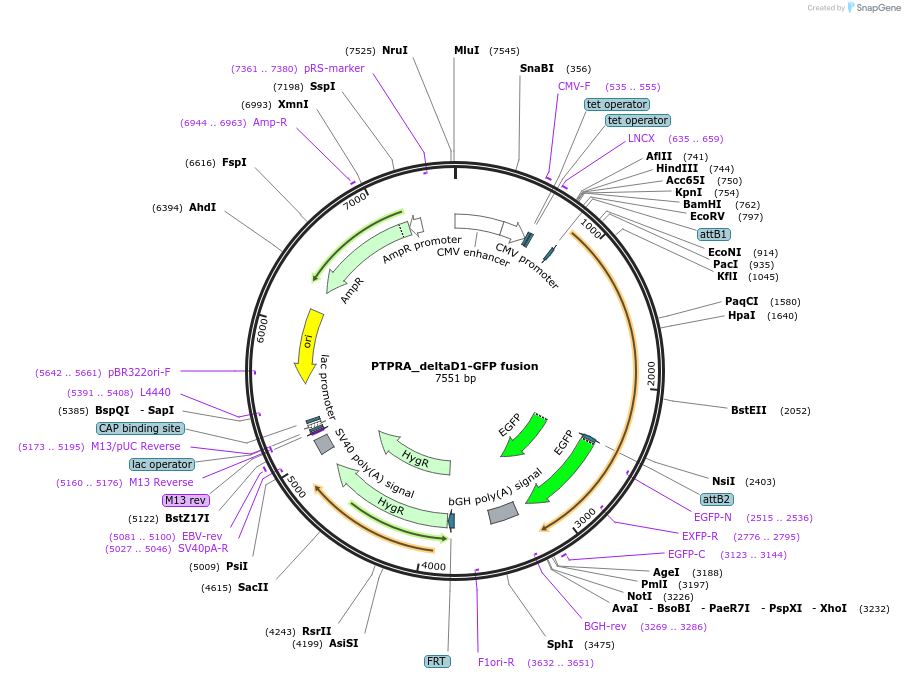 139640-plasmid-map-sequence-id-275776