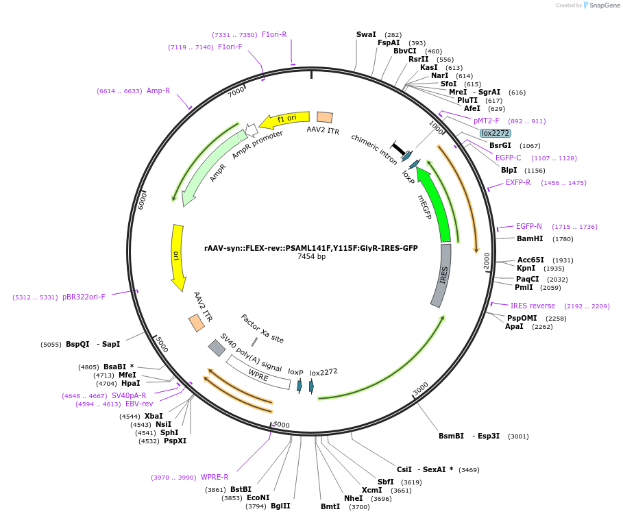 32481-plasmid-map-sequence-id-275780