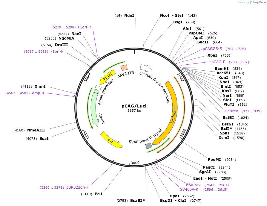 139981-plasmid-map-sequence-id-275781