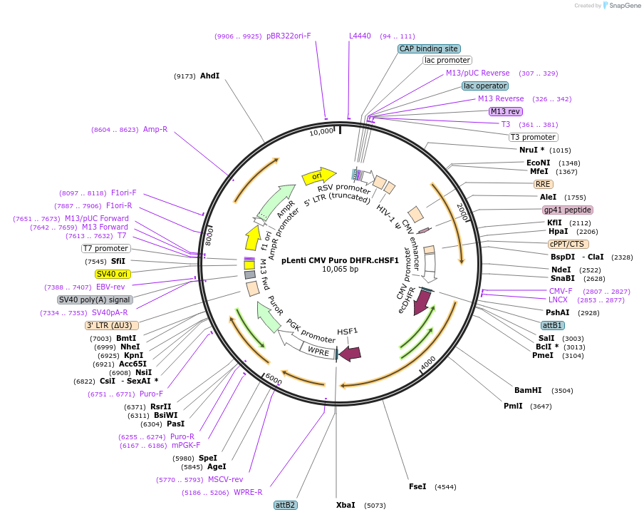 134739-plasmid-map-sequence-id-275782