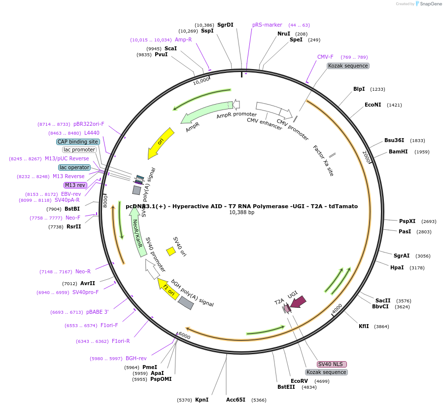 138610-plasmid-map-sequence-id-275788