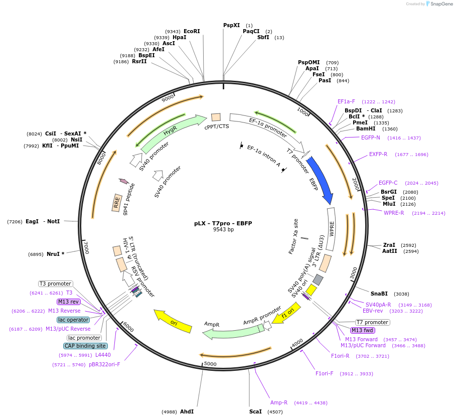 138615-plasmid-map-sequence-id-275792