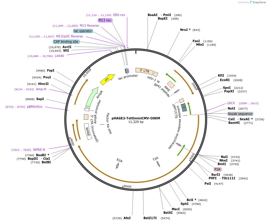 136541-plasmid-map-sequence-id-275793