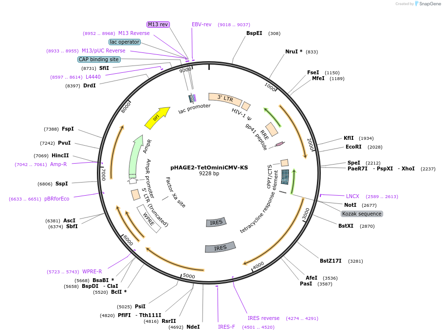 136617-plasmid-map-sequence-id-275794