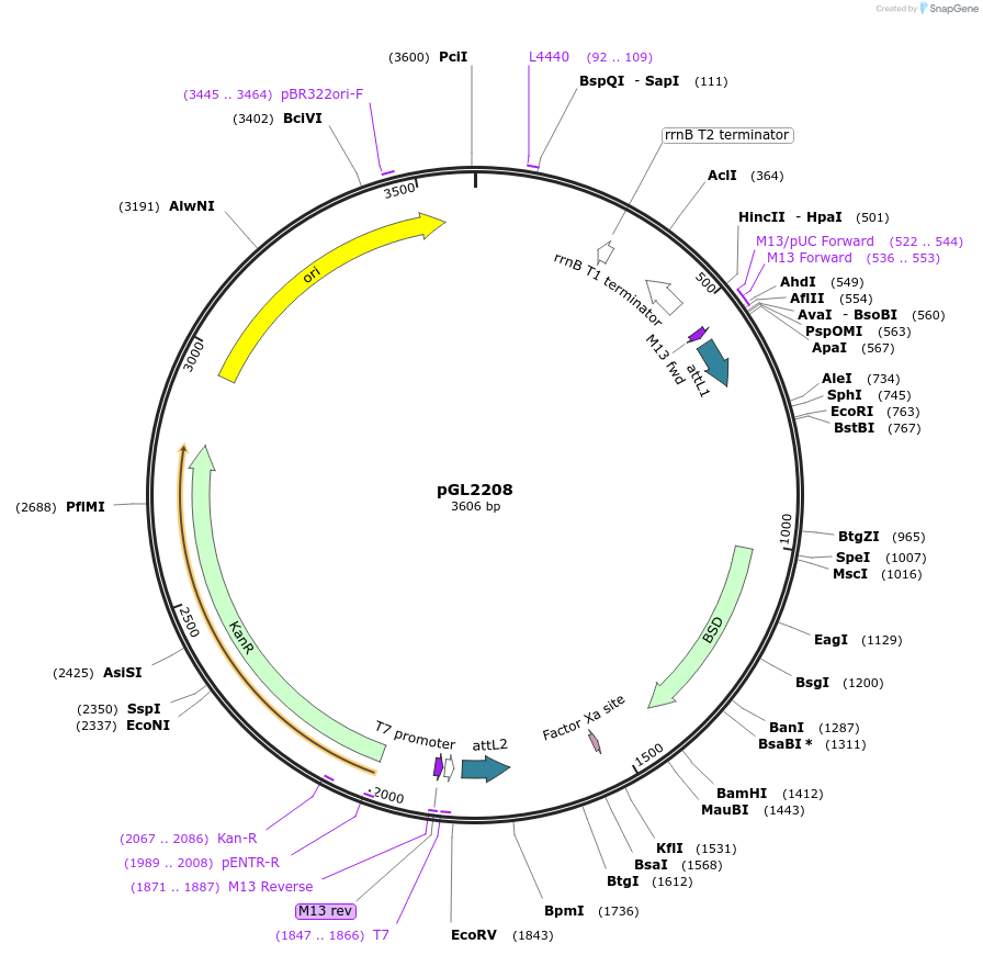 137049-plasmid-map-sequence-id-275795