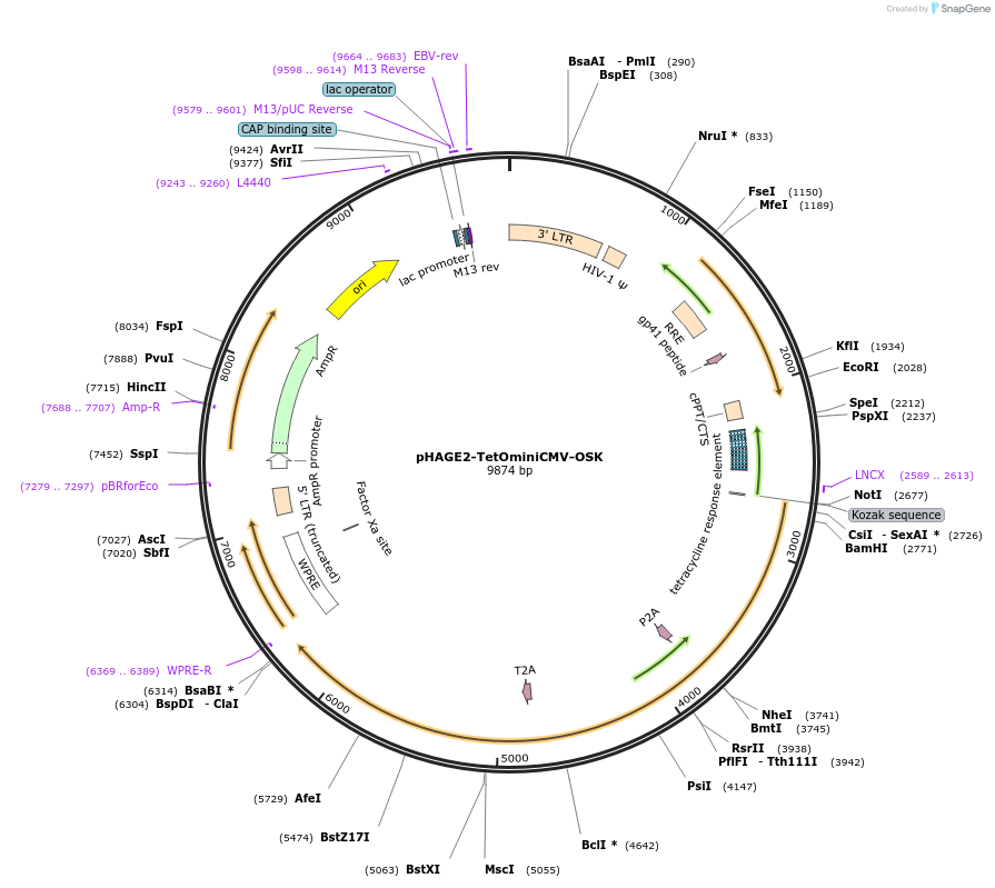 136552-plasmid-map-sequence-id-275802