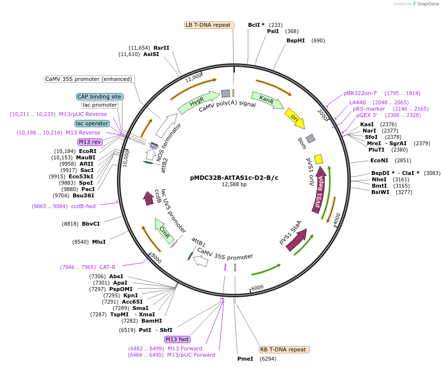 137884-plasmid-map-sequence-id-275811