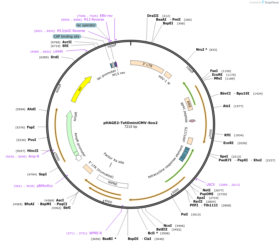 136612-plasmid-map-sequence-id-275813