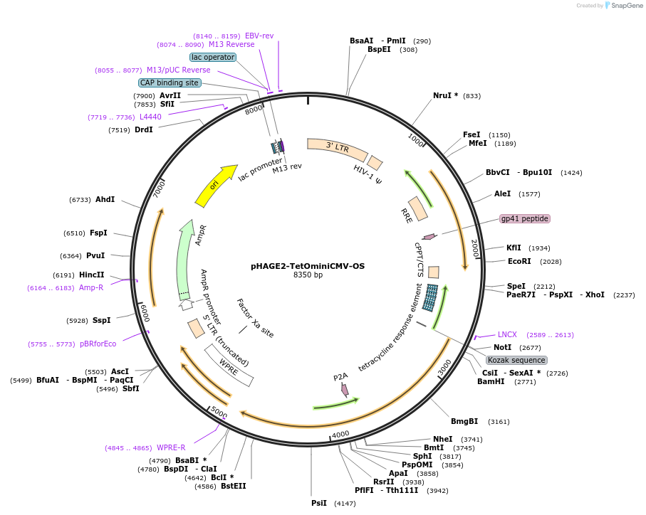 136576-plasmid-map-sequence-id-275815
