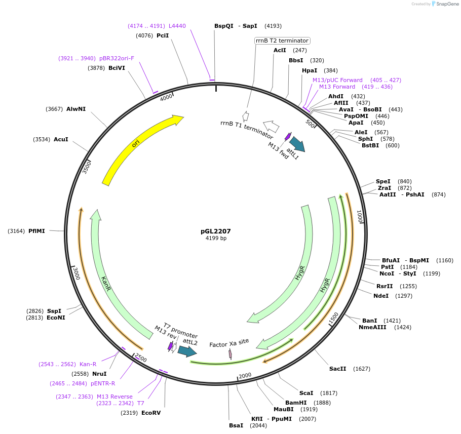 137048-plasmid-map-sequence-id-275817