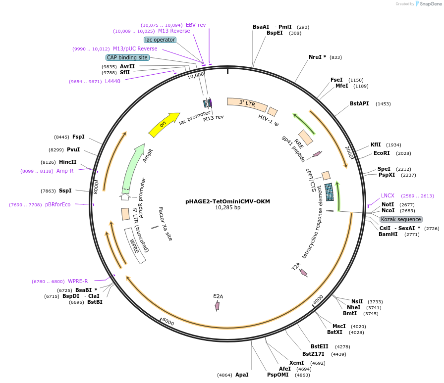 136554-plasmid-map-sequence-id-275818