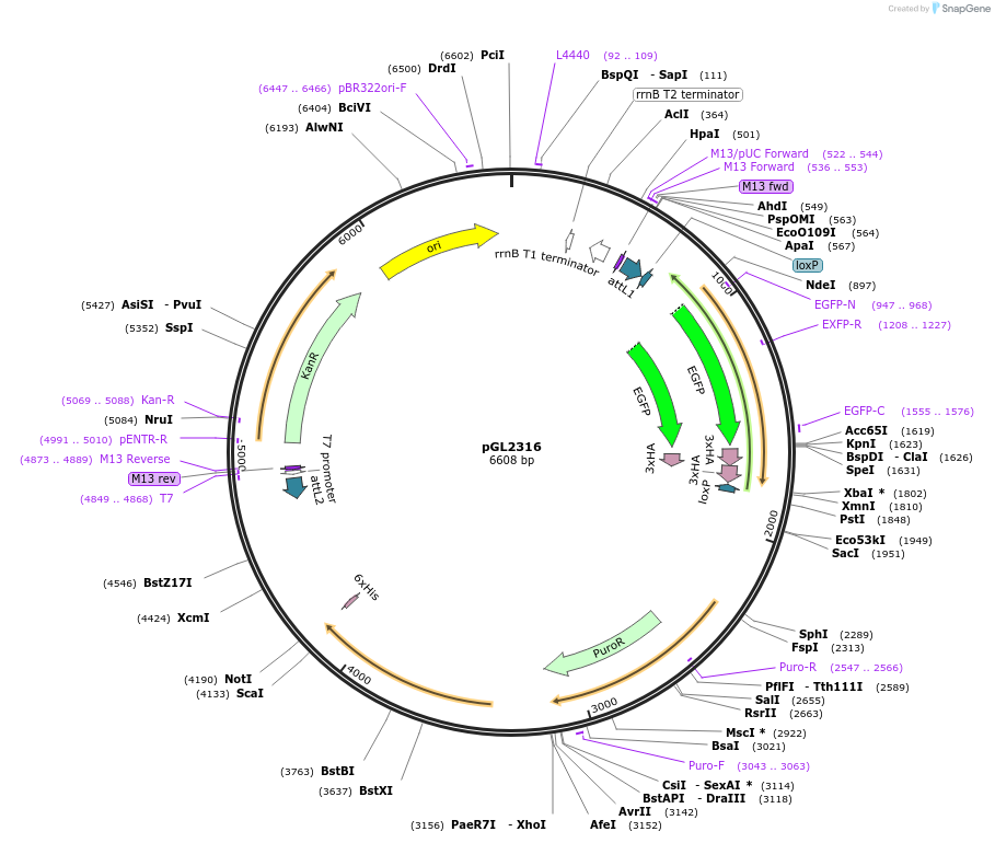 137063-plasmid-map-sequence-id-275822