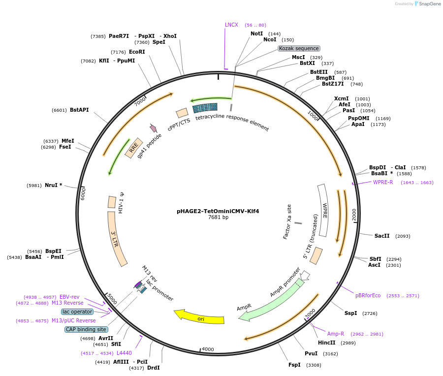 136613-plasmid-map-sequence-id-275825