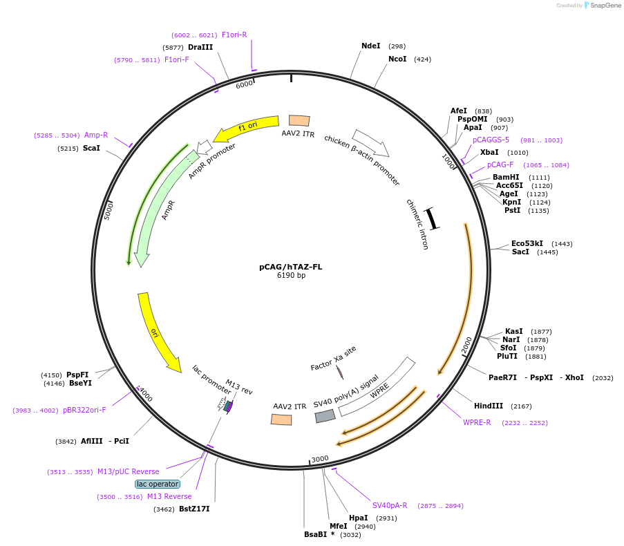 139979-plasmid-map-sequence-id-275826