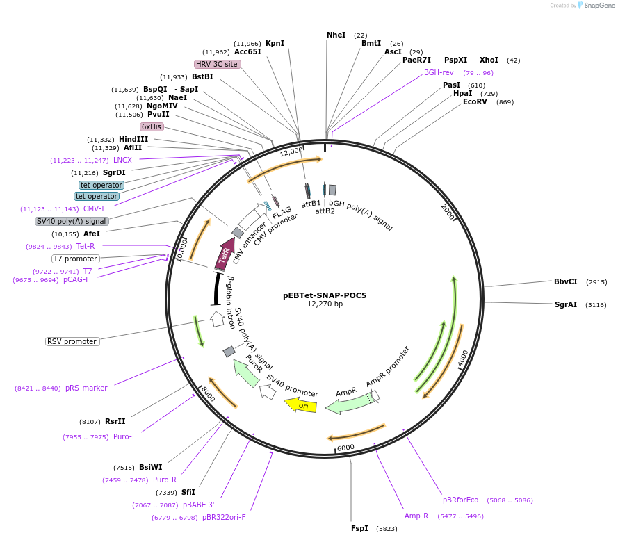 275827_map