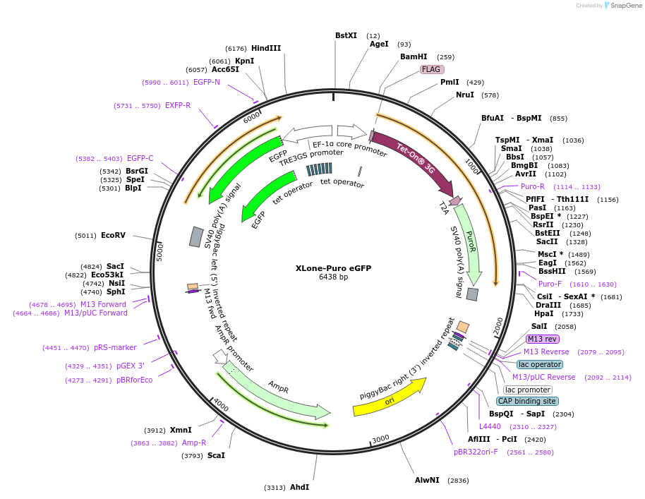 140027-plasmid-map-sequence-id-275840
