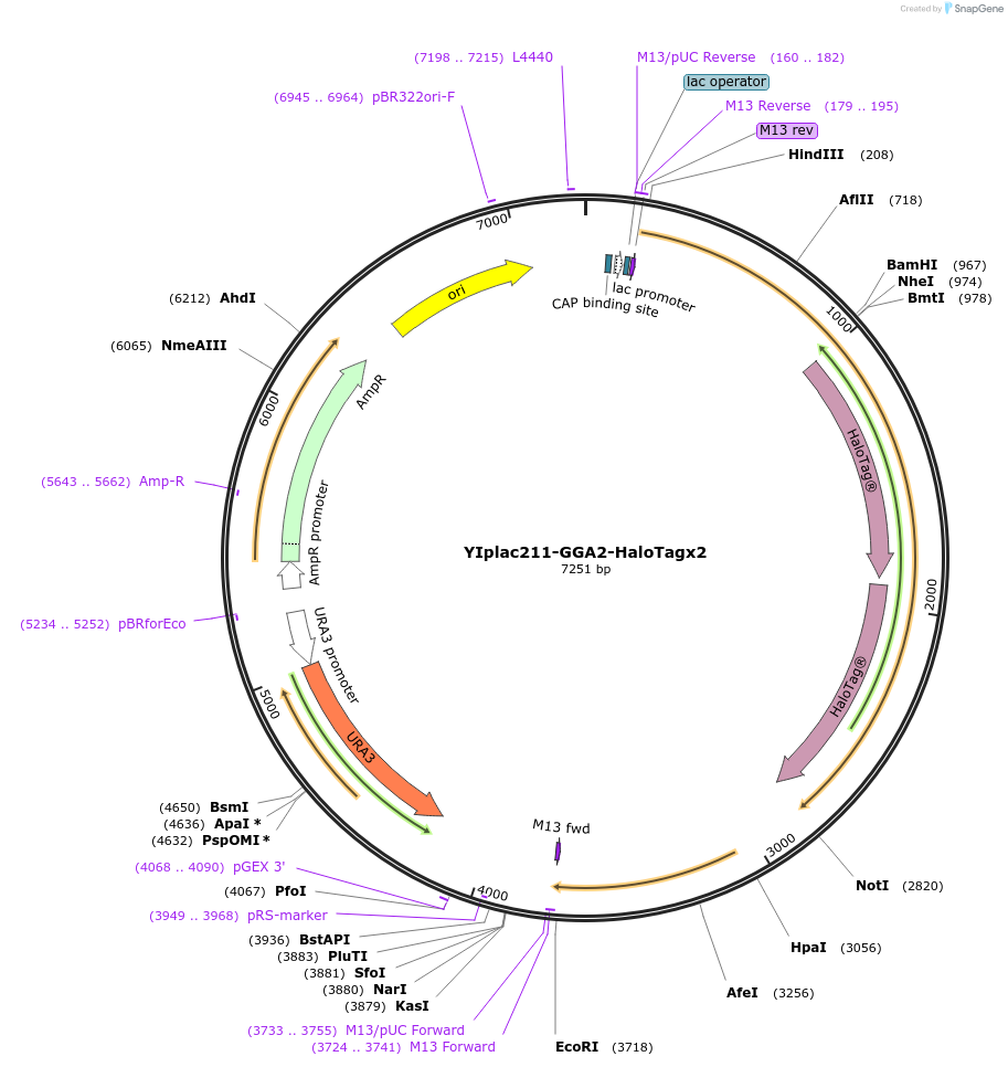 140150-plasmid-map-sequence-id-275841