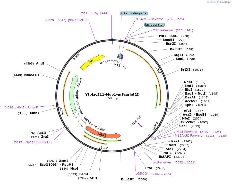 140152-plasmid-map-sequence-id-275843