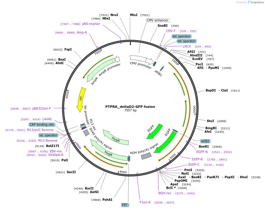 139641-plasmid-map-sequence-id-275847