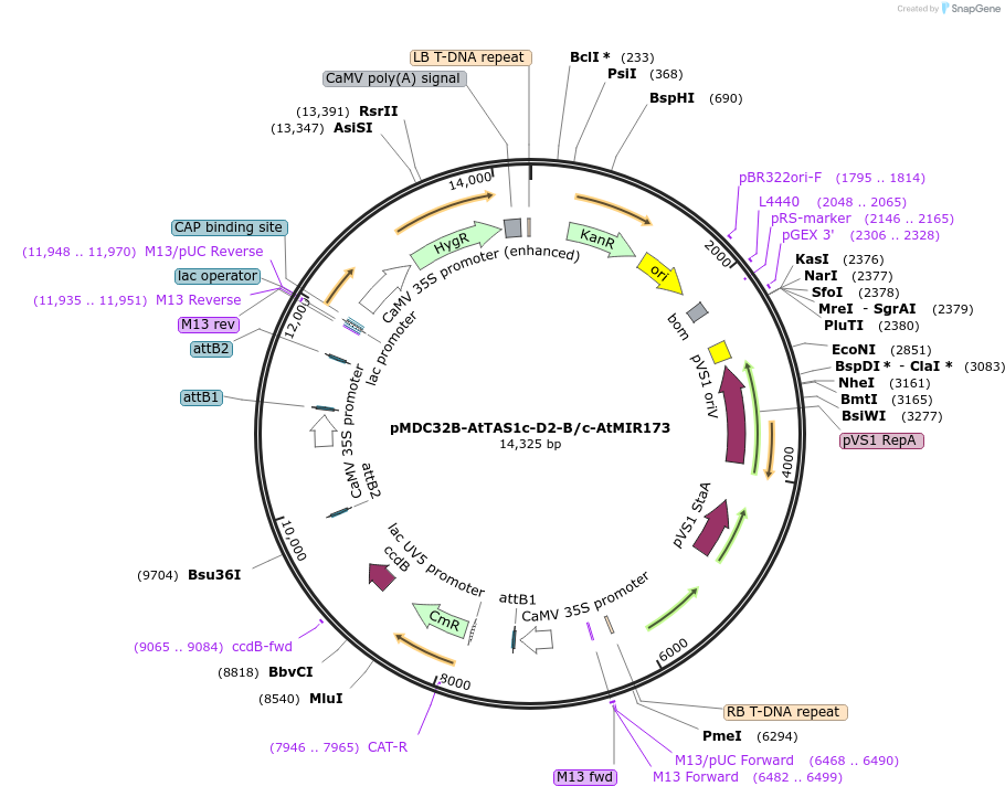 137885-plasmid-map-sequence-id-275856