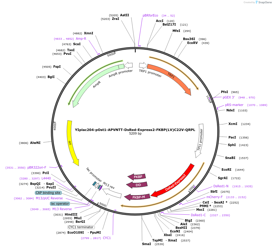 140153-plasmid-map-sequence-id-275867