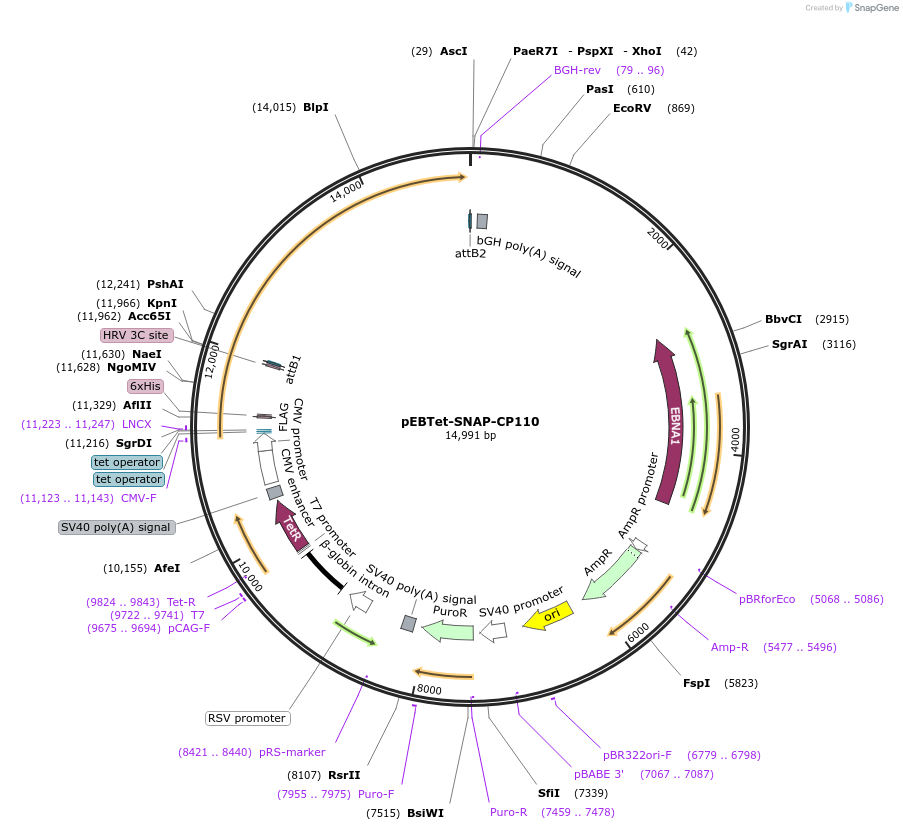 136802-plasmid-map-sequence-id-275876