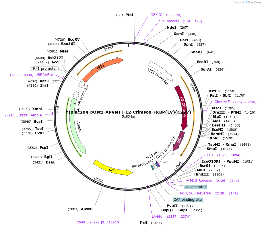 140155-plasmid-map-sequence-id-275877