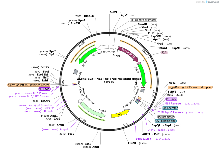 140032-plasmid-map-sequence-id-275878