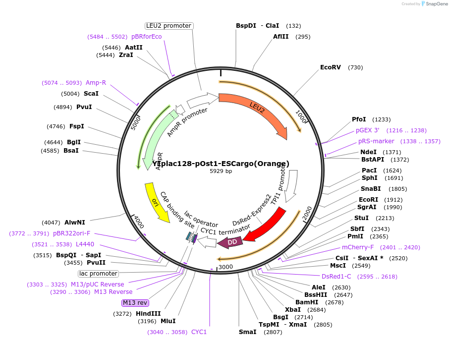 140158-plasmid-map-sequence-id-275883