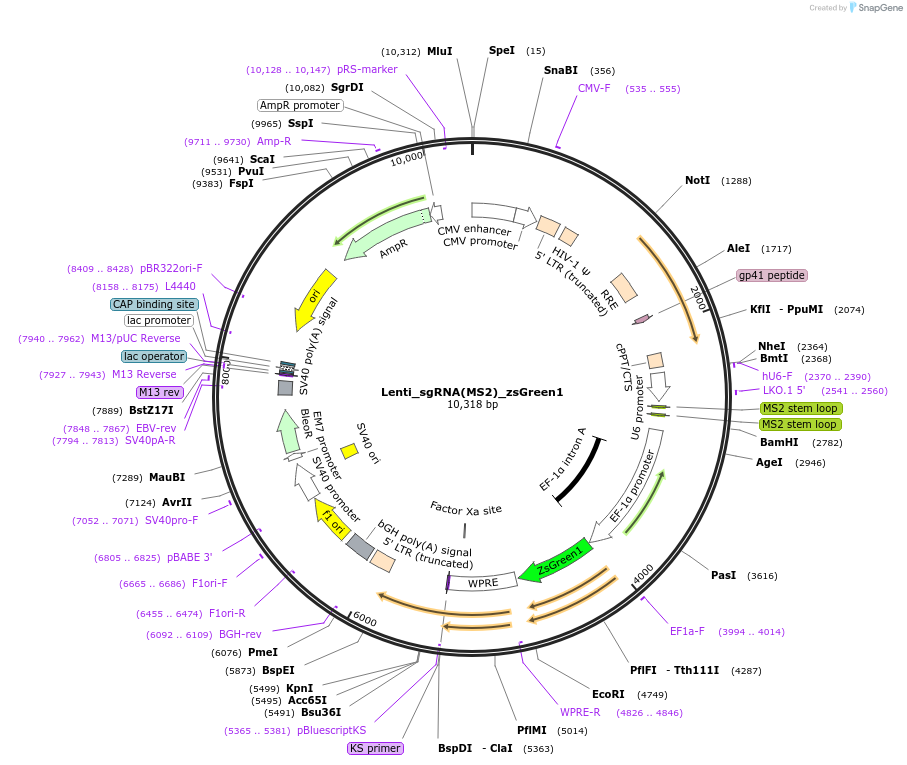 138463-plasmid-map-sequence-id-275910