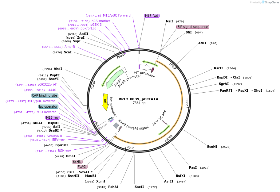 114881-plasmid-map-sequence-id-275921