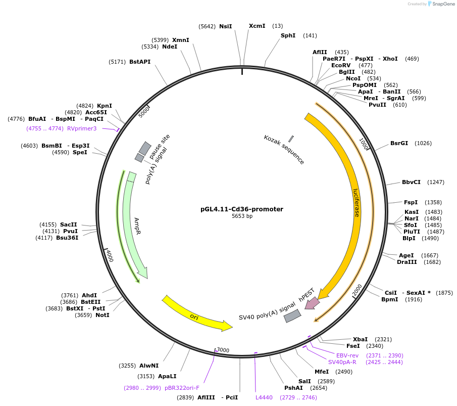 138572-plasmid-map-sequence-id-275922