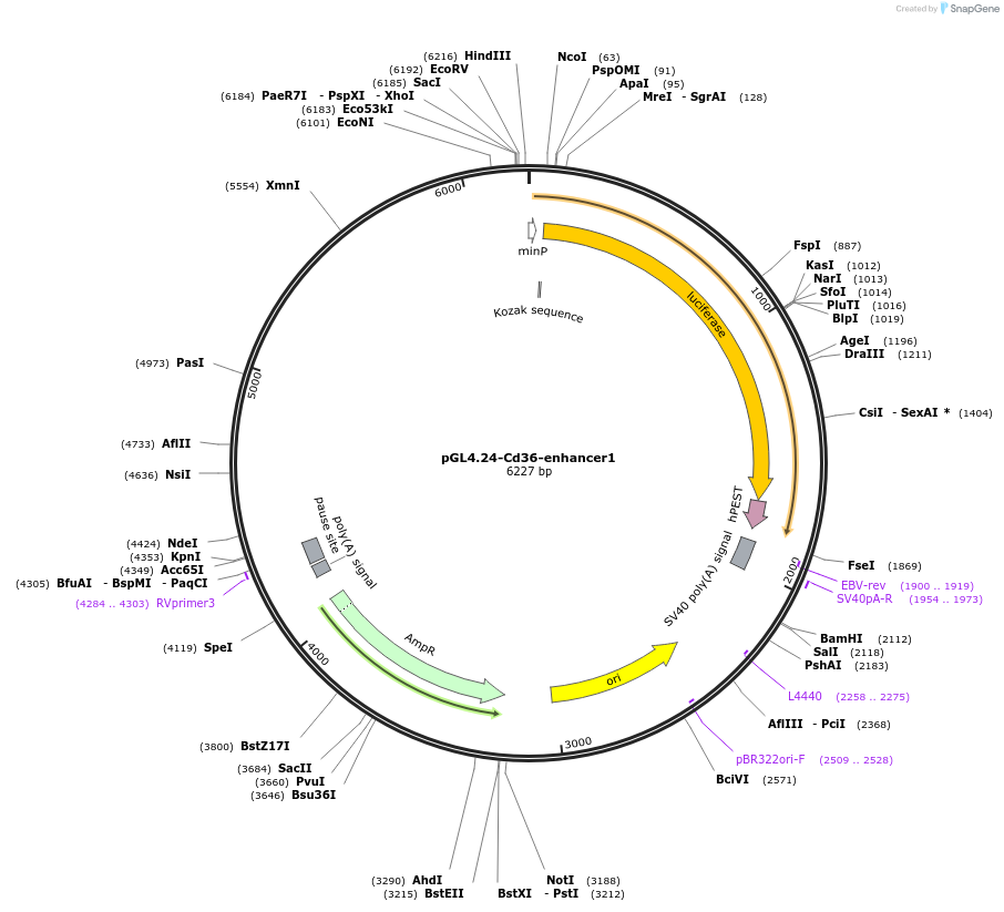 138573-plasmid-map-sequence-id-275925