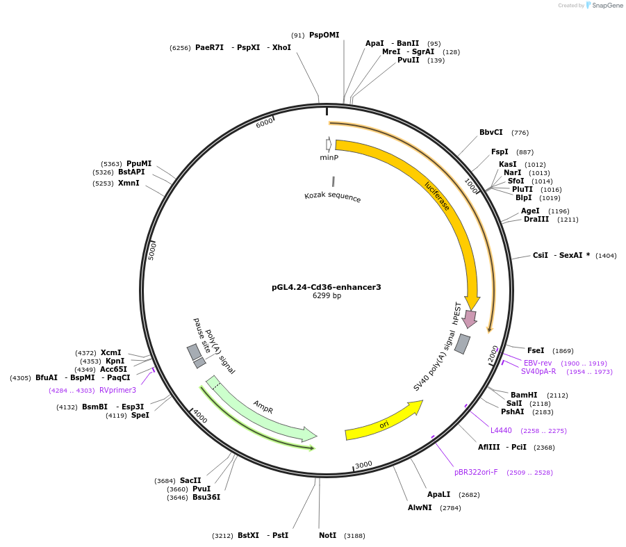 138575-plasmid-map-sequence-id-275929
