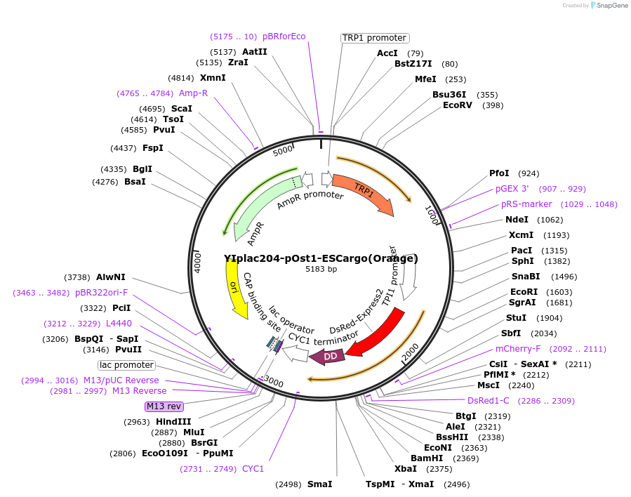 140157-plasmid-map-sequence-id-275930
